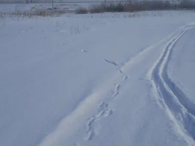 Фото следов кабана на снегу в формате webp для скачивания