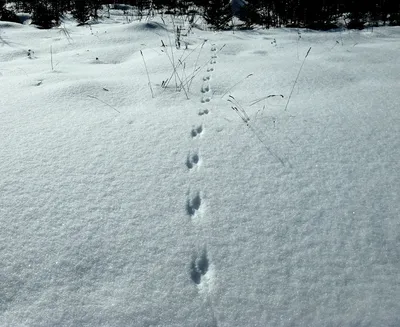 Интересные фотографии следов кабана на снегу