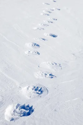 Следы кабана на снегу: картинки для использования