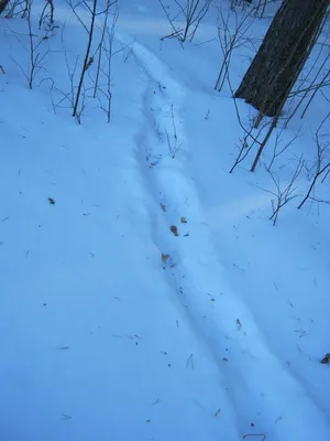 Фото следов кабана на снегу в высоком качестве