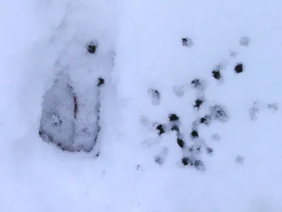 Невероятные фотографии скачать следы кабана на снегу