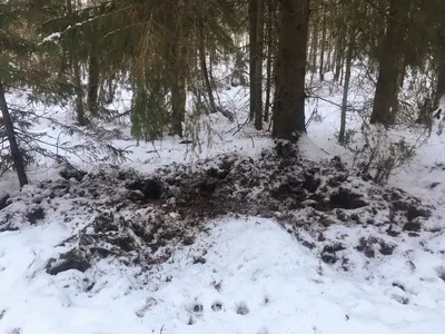 Загадочные фотографии следов кабана на снегу