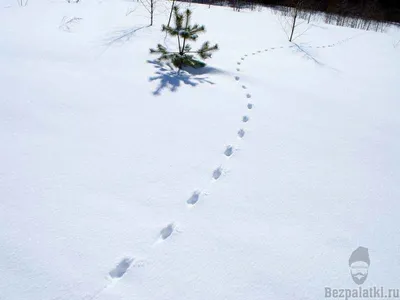 Удивительные фотографии следов кабана на снегу в хорошем качестве