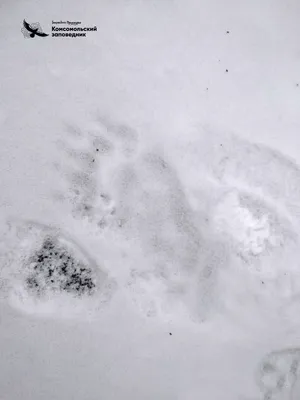 Картинки с следами кабана на снегу