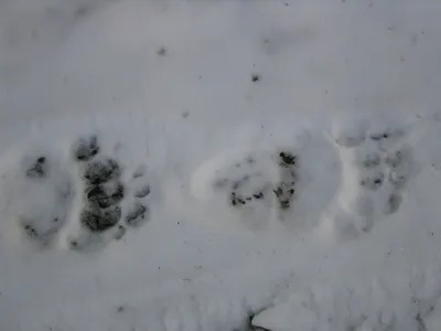 Фото следов кабана на снегу в формате webp: бесплатное скачивание