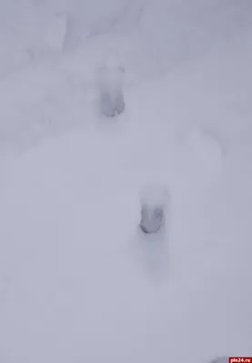 Фото следов кабана на снегу в формате png