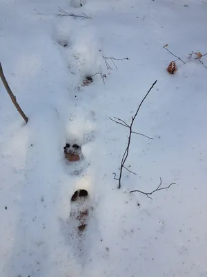 Следы кабана на снегу: фото в формате webp