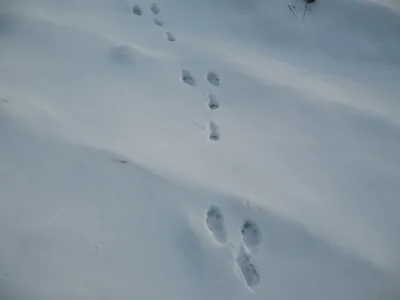 Фотографии следов хорька на снегу в формате jpg