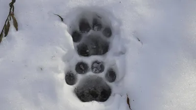 Следы хорька на снегу фотографии