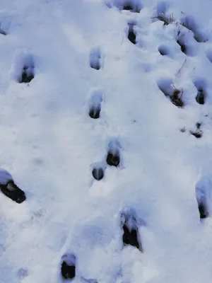 Следы косули на снегу: фото в хорошем качестве для скачивания