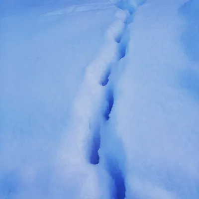 Удивительные следы косули на снегу: скачать фото бесплатно