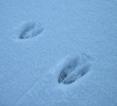 Природа: фото следов косули на снегу, png изображения в высоком разрешении