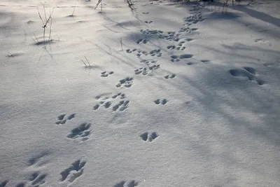 Картина природы: фото следов косули на снегу, скачать бесплатно в webp