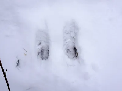 Фоновые изображения: следы косули на снегу, скачать бесплатно