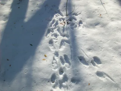 Чудесные следы косули на снегу: картинки для использования в качестве обоев