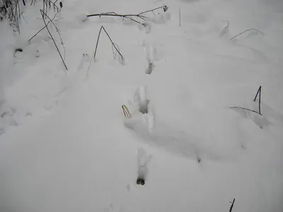 Фотографии следов косули на снегу: скачать бесплатно в webp формате