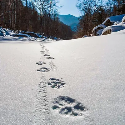 Удивительные следы косули на снегу: изображения подходят для фона