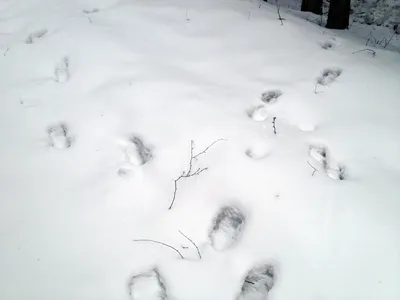 Фото природы: следы косули на снегу, скачать бесплатно в jpg формате