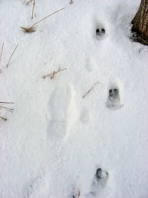 Зимние образы: фото следов косули на снегу, скачать в высоком качестве