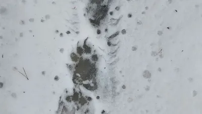 Великолепные следы косули на снегу: фото для использования как фон