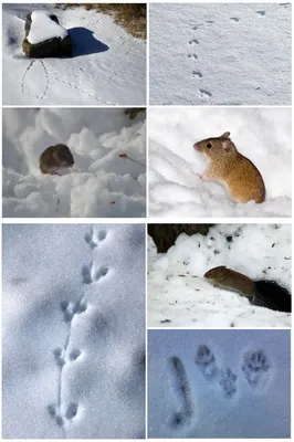 Следы крысы на снегу фотографии