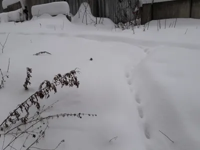 Изображение следов крысы на снегу в разных размерах