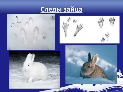 Изображение следов крысы на снегу в jpg формате