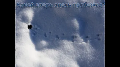 Фото следов крысы на снегу - высокое качество