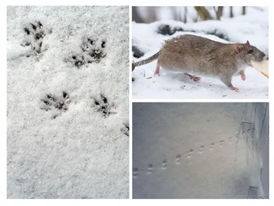 Фотография следов крысы на снегу для загрузки