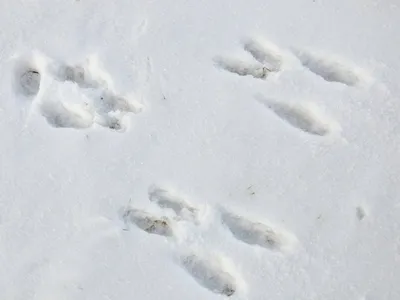 Следы куницы на снегу - бесплатно скачать в хорошем качестве