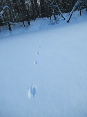 Картинки с следами куницы на снегу