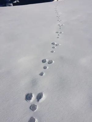 Следы лисы на снегу фотографии