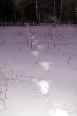 Следы лося на снегу: фото в высоком качестве для скачивания