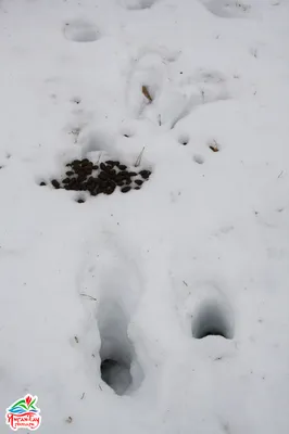Фото следов лося на снегу: ощутите красоту зимы