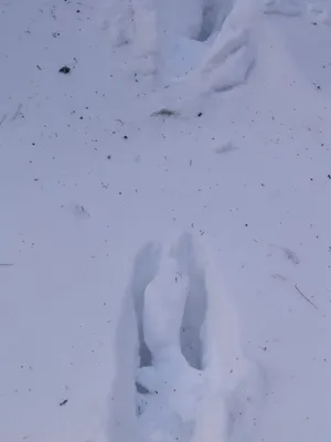 Белые следы на снегу: потрясающие фото лося