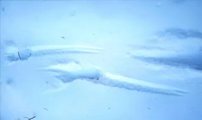 Великолепные изображения следов лося на снегу