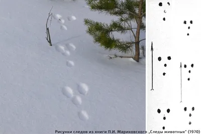 Фото следов лося на снегу: величественные следы в зимнем ландшафте