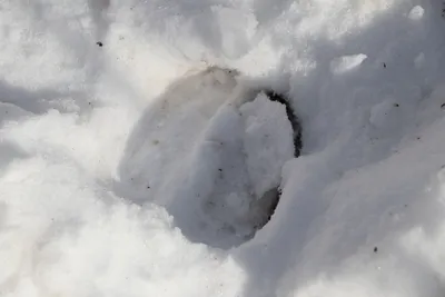 Картины великого охотника: фото следов лося на снегу