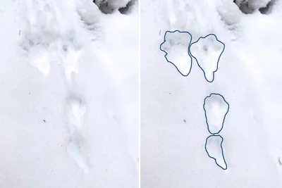 Изображения следов лося на снегу: погрузитесь в мир природной красоты