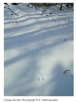 Картины следов лося на снегу: идеальное сочетание дикой жизни и зимней чистоты