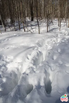 Очарование зимнего леса: картинки следов лося на снегу