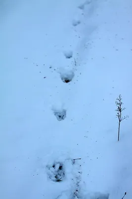 Фото в хорошем качестве: подробные следы лося на снегу