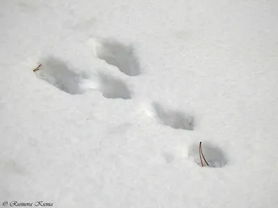 Следы мыши на снегу фотографии