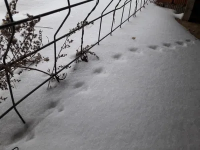 Фото следов мыши на снегу: загадка зимних лесов
