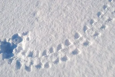 Снежные следы: нити судьбы в белоснежной пустоте