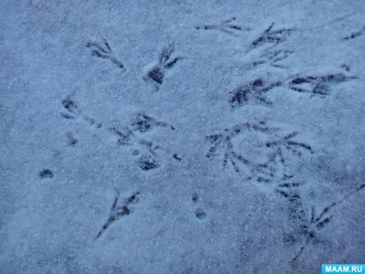 Фото следов на снегу: прописные искусства природы
