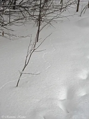 Следуй за природой: снежные следы как гид в путешествие
