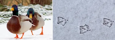 Следы птиц на снегу фотографии