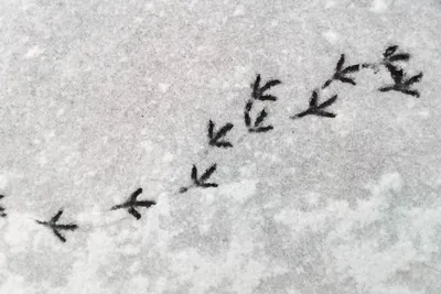 Уникальные образцы птичьих следов на снегу