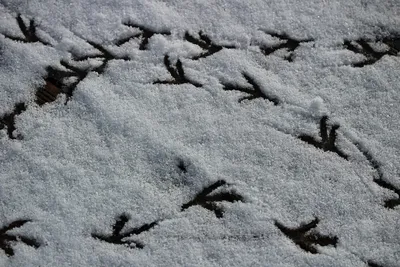 Открой для себя загадку птичьих следов на снегу